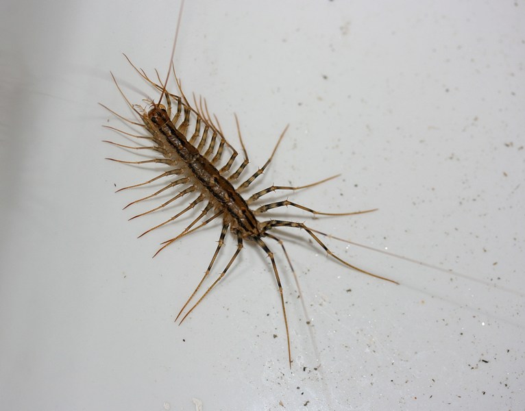 Trovata nel lavello: Scutigera coleoptrata